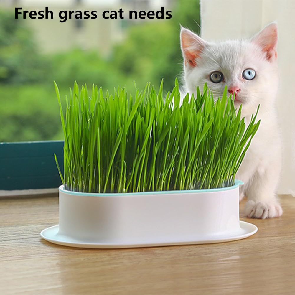 Cat Grass Growing Kit S607049