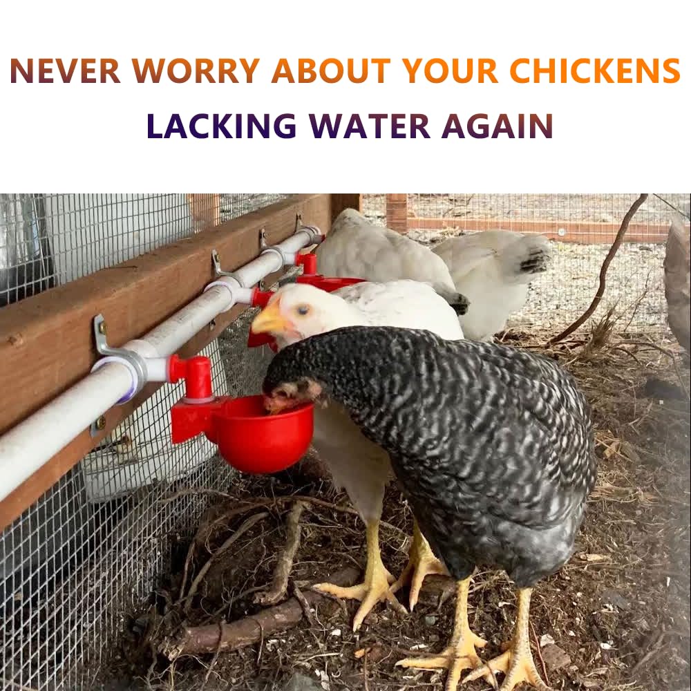 Automatic Chicken Watering System with PVC Pipe K402760